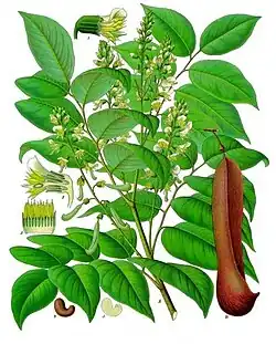 Myroxylon balsamum (L.) Harms var. balsamum
