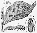 Dibujo de adulto, larva y huevos publicado en The New International Encyclopædia, v. 7, 1905