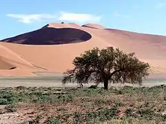 En el desierto del Namib, las acacias proveen de refugio y alimento a numerosas especies animales.