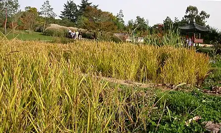 La « Colline de Suncheon » : la rizière (El arrozal).