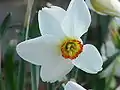 Narcissus poeticus 'Actaea'