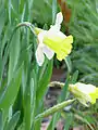 Narcissus pseudonarcissus