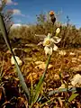 Varica de San José (Narcissus tortifolius).