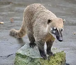 Coatí o Pizote (Nasua)