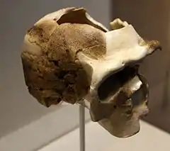 Réplica del cráneo de Ndutu, Homo rhodesiensis, realizada con impresora 3D. El pequeño tamaño del cráneo hace pensar que era de una mujer con una capacidad craneana de 1100 cm³.