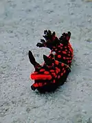 Nembrotha guttata