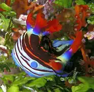 Nembrotha purpureolineata