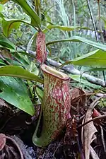 N. ampullaria × N. mirabilis