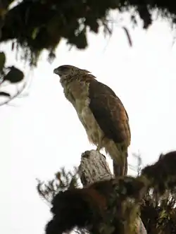 Águila harpía de Nueva Guinea (Harpyopsis novaeguineae)