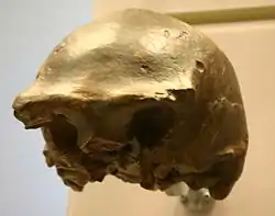 Ng 7 es el cráneo más completo de erectus encontrados en la excavación de Ngandong en la década de 1930. Sus últimas dataciones indican que coexistió en el tiempo con neandertales y sapiens.