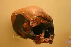 El cráneo de Niah es uno de los humanos modernos más antiguo del sudeste asiático, unos 40 mil años.