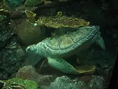 Nickel, una tortuga verde en el Aquarium.