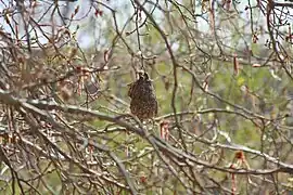 Nido de pájaro moscón en el Parque Regional del Sureste, Madrid.