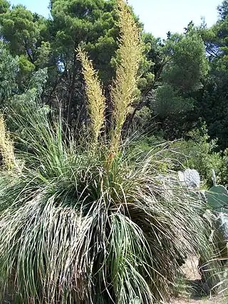 Nolina longifolia.