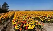 El campo en el Oosterduinen con tulipanes dobles amarillo-rojo