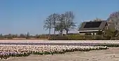 El campo con jacintos en los Oosterduinen