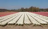 El campo con tulipanes en los Oosterduinen