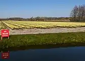 El campo con tulipanes en los Oosterduinen