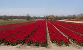 El campo con tulipanes en los Oosterduinen