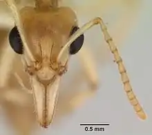 Head of worker dinosaur ant with large eyes and long mandibles