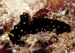 Notodoris gardineri variación negra en Maldivas