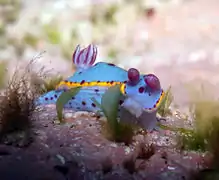 Hypselodoris bennetti