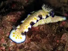 Hypselodoris imperialis