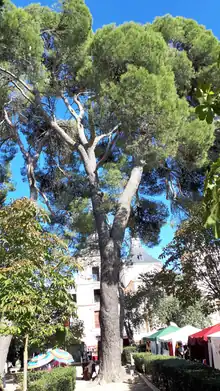 Pino carrasco del jardín del Palacio de Goyeneche. Árbol singular de la Comunidad de Madrid con el número 306.
