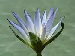 El loto azul egipcio se encontraba en los estanques de los jardines.