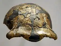 El cráneo OH 16 es más fino y grande que el de Australopithecus, lo que le encuadran dentro de H. habilis.