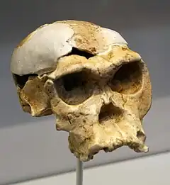 Réplica de OH 24 realizada con impresora 3D. Es el cráneo de un adulto con todos los molares fuera. Los fósiles se encontraron muy fragmentados y deformados, por lo que se requirió un enorme trabajo de reconstrucción.