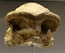 Fragmento de cráneo de Homo ergaster u Homo erectus.