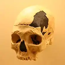 Algunos investigadores especulan con la posibilidad que Oase 2 sea un híbrido de sapiens y neandertal, aunque la mayoría lo considera un niño del primero, al que no le habían salido los terceros molares ni había completado la soldadura de los huesos del cráneo.