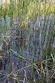 Phragmites australis  WWF Pantano Busatello en Gazzo Veronese Italia