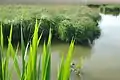 Phragmites australis y Carex  WWF Pantano Busatello en Gazzo Veronese Italia