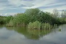 Vista de Phragmites australis y Salix  Oasis WWF Pantano Busatello en Gazzo Veronese Italia