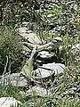 Pareja de Timon lepidus en Sierra Nevada.