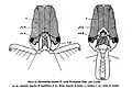 Cabeza de O. hastatus. Observar el ángulo de 180° de abertura y los pelos sensoriales