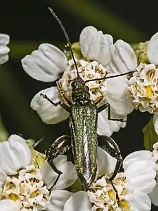 Macho de Oedemera flavipes, siempre de un verde mucho más bronceado que Oedemera nobilis, y con la que se puede confundir