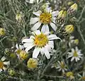 Olearia pimeleoides