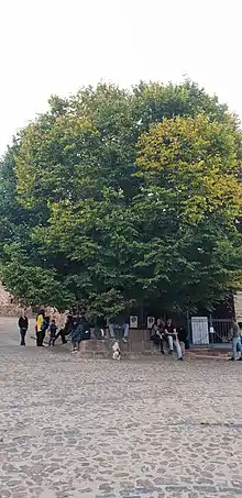 El Olmo de El Rasillo de Cameros está en el centro de una plaza junto a la Iglesia, hay gente sentada bajo su sombra