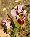 Ophrys tenthrediniferaMallorca