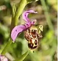 Ubicación del ginostemio en otra orquídea (el número 7, en Ophrys).