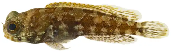 Opistognathus rosenblatti