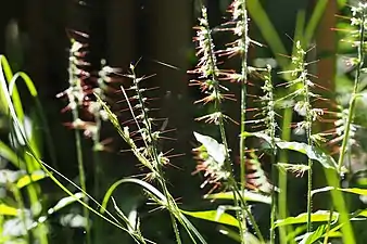 Oplismenus undulatifolius con flores blancas. Kobe, Japón.