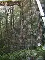 Orbs de bosque