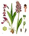 Orchis militaris L.