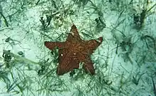 Oreaster reticulatus fauna asociada a pradera de Thalassia testudinum