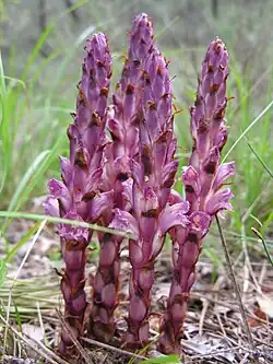 Orobanche Haenseleri.