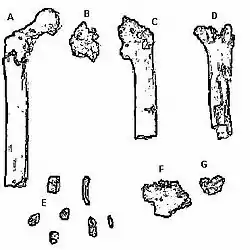 Las piezas F y G forman el conjunto de fósiles catalogado como BAR 1000'00, los fragmentos mandibulares holotipo de la especie Orrorin tugenensis, de hace unos 6 millones de años.